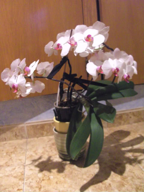 phalaenopsis1029.jpg