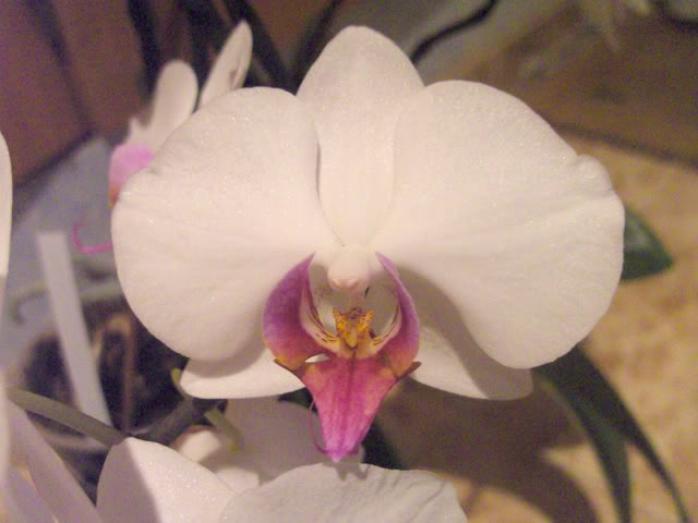 phalaenopsis1031bo.jpg