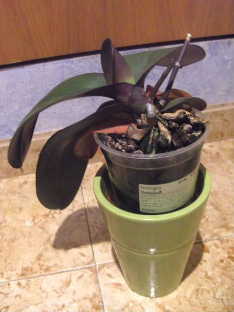 phalaenopsis1032.jpg