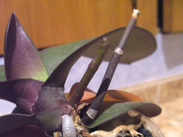phalaenopsis1033.jpg