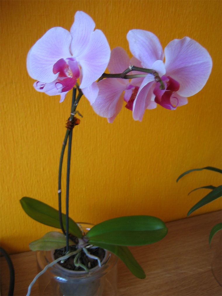 Phalaenopsis13-06-05.jpg