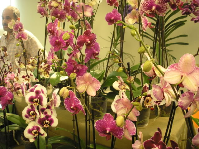 Phalaenopsis3.jpg