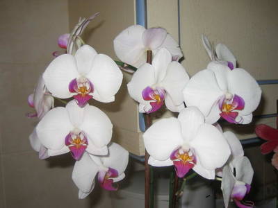 Phalaenopsis_00.jpg