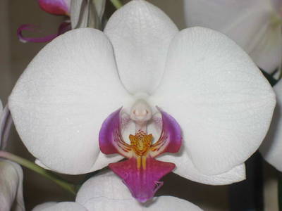 Phalaenopsis_03.jpg