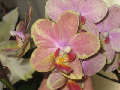 Phalaenopsis_04.jpg