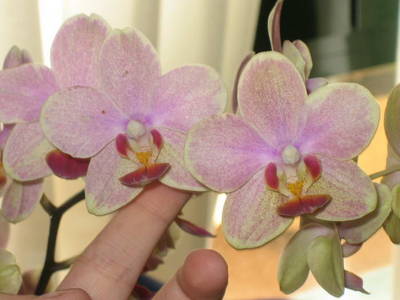Phalaenopsis_06.jpg