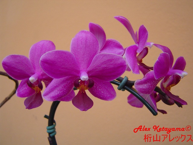 Phalaenopsis_1.JPG