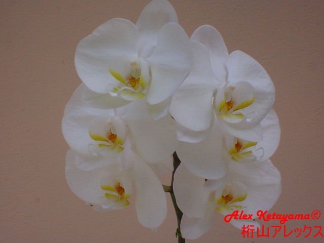 Phalaenopsis_10.JPG