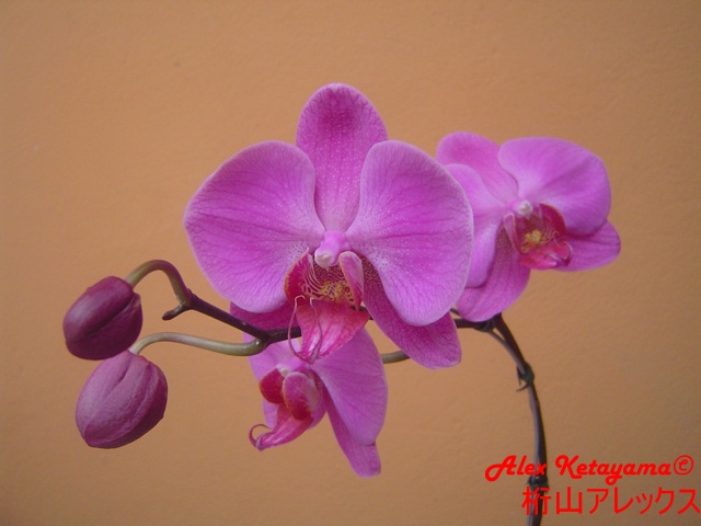 Phalaenopsis_12.JPG