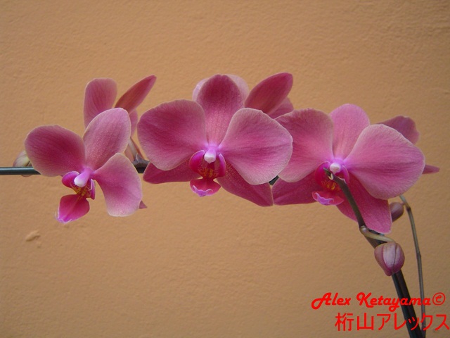 Phalaenopsis_3.JPG