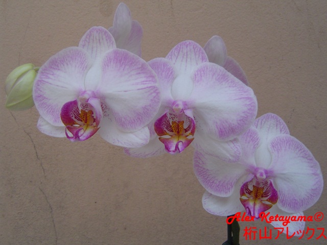Phalaenopsis_4.JPG