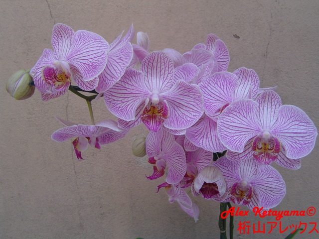 Phalaenopsis_5.JPG