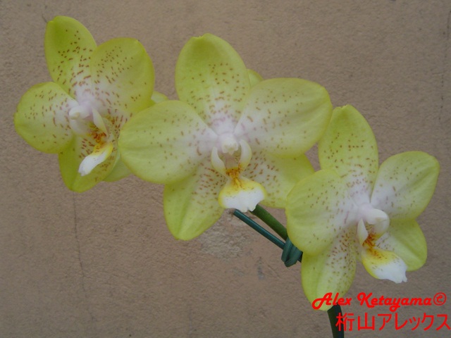 Phalaenopsis_7.JPG
