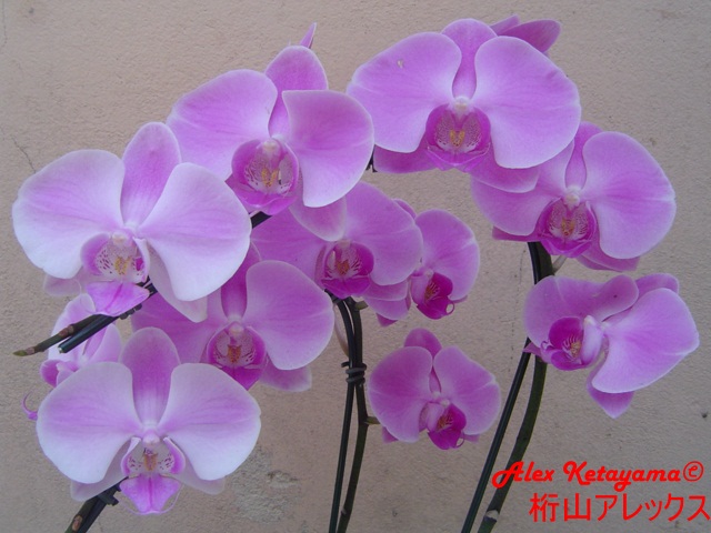 Phalaenopsis_8.JPG