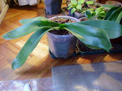 Phalaenopsis_Blanca.JPG