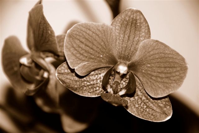 Phalaenopsis_en_sepia.jpg