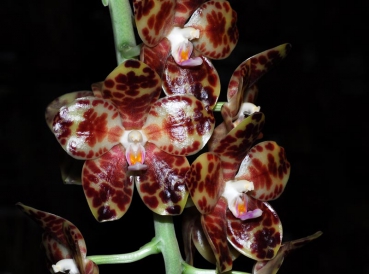 phalaenopsis_gigantea1.jpg