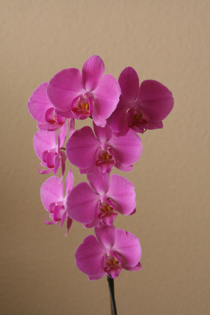 phalaenopsis_inflorescencia_red.JPG