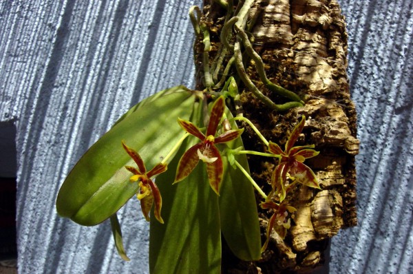 Phalaenopsis_manii_600_pic.jpg