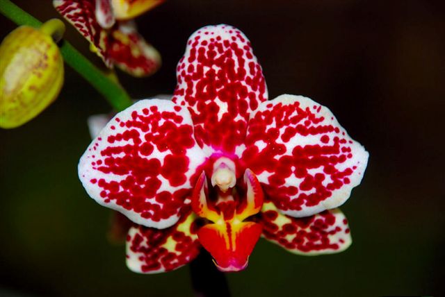 Phalaenopsis_moteada.jpg
