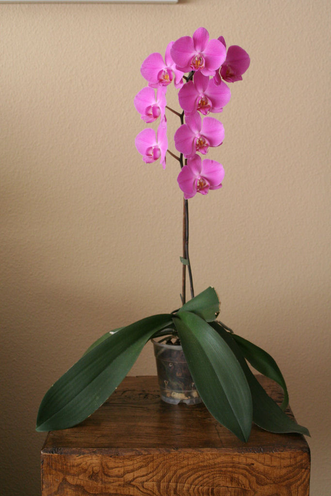 phalaenopsis_planta_red.JPG