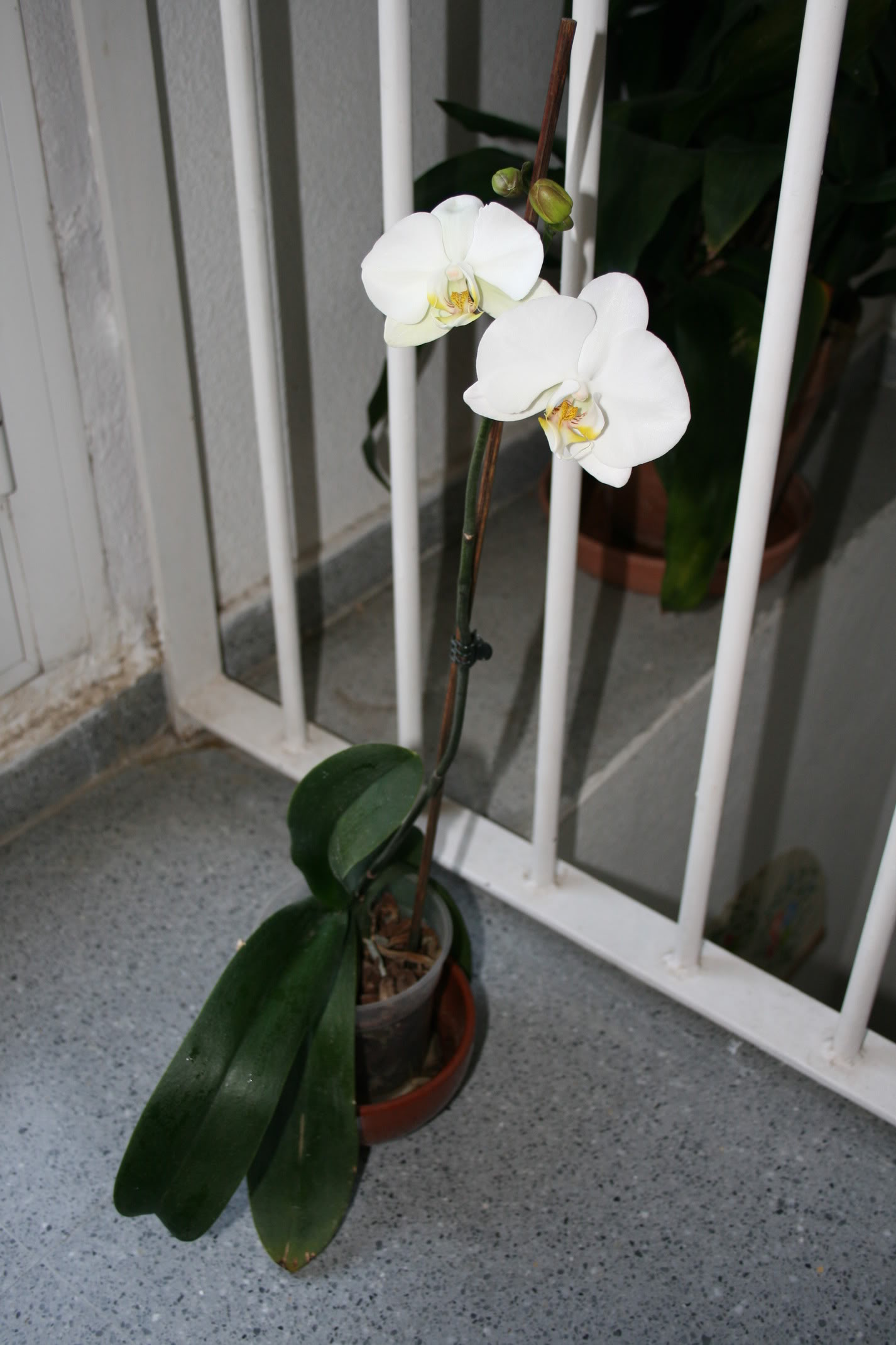 Phalaenopsisentera.jpg