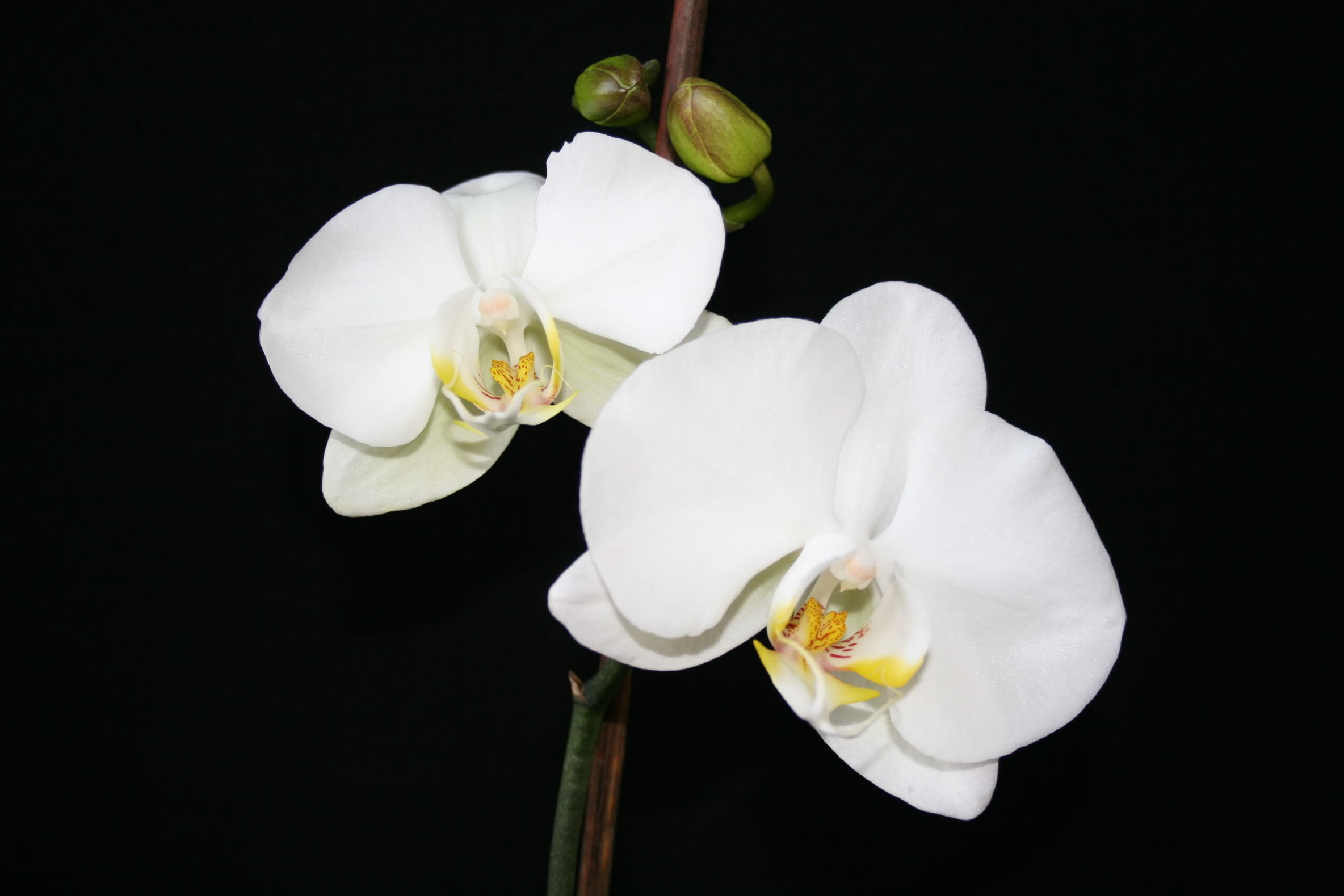 Phalaenopsisflores.jpg