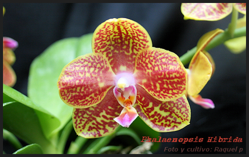 phalaenopsishibri.jpg