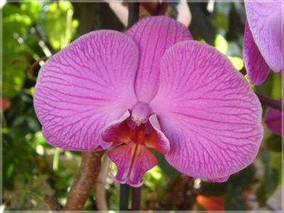 phalaenopsishibrida.png