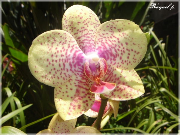 phalaenopsishibrida5.jpg