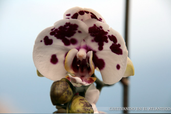 phalaenopsishibrida8.jpg