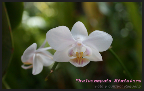 phalaenopsismini.jpg