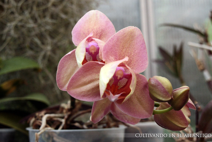 phalaenopsispelorica.jpg