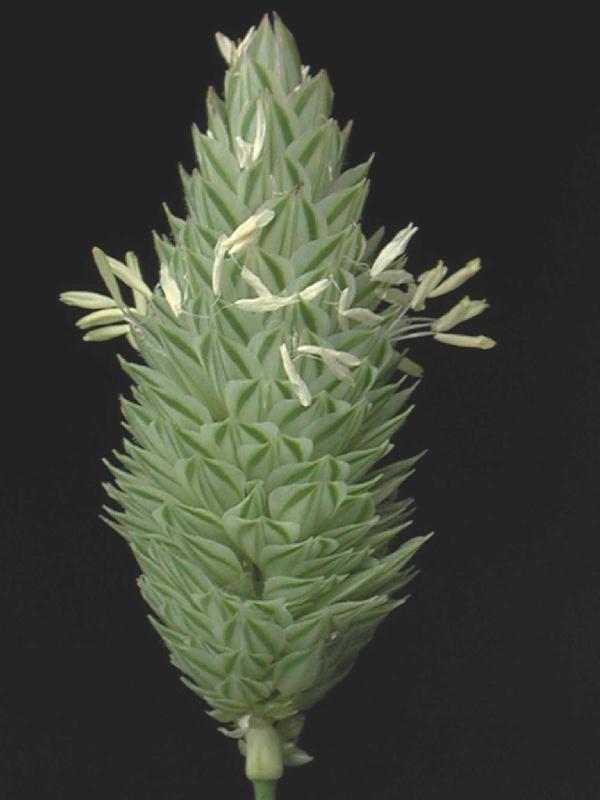 phalaris-canadensis-inflorescencia.jpg