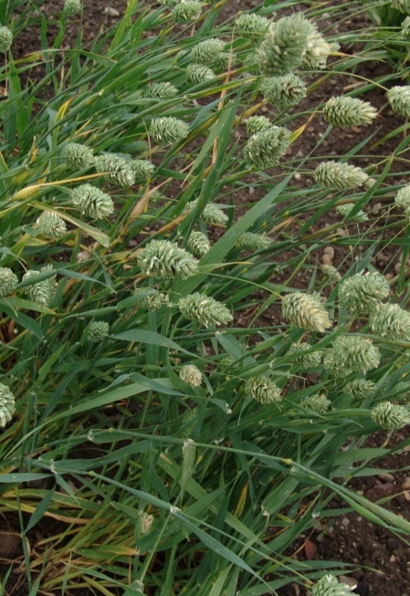phalaris-canariensis-03.jpg