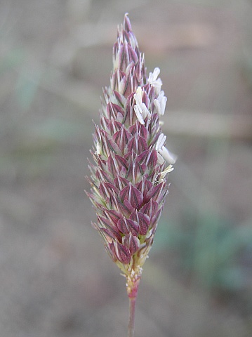 phalaris_caerulescens2.jpg