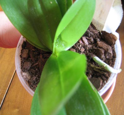 phalconproblema3.jpg