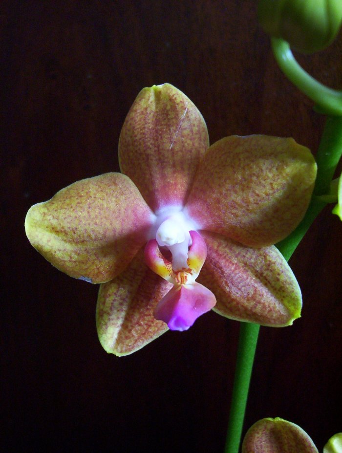 Phalflornescalada.JPG