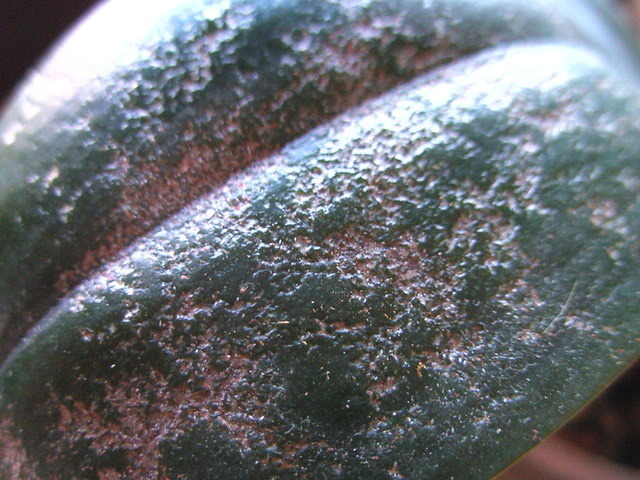 phalfull001.jpg