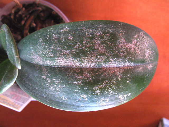 phalfull002.jpg