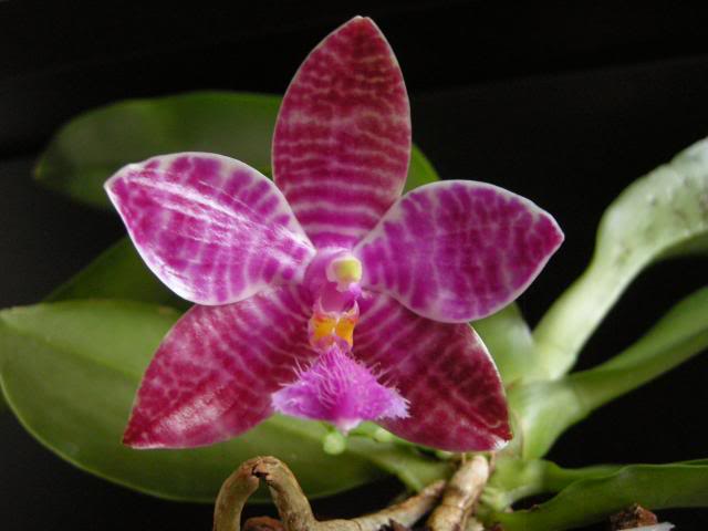 Phallueddemanniana015_zps84711770.jpg