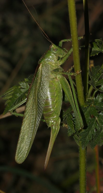 Phaneroptera%20nana_6353.jpg