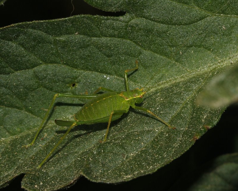 Phaneroptera%20nana_6403.jpg