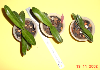 phapio5.jpg