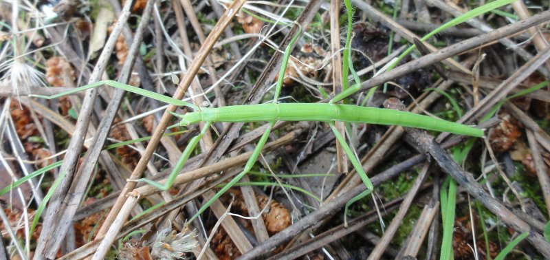 phasmidae_3970.jpg