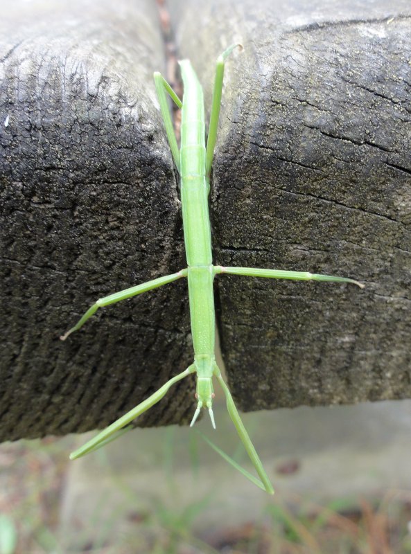 phasmidae_3974.jpg