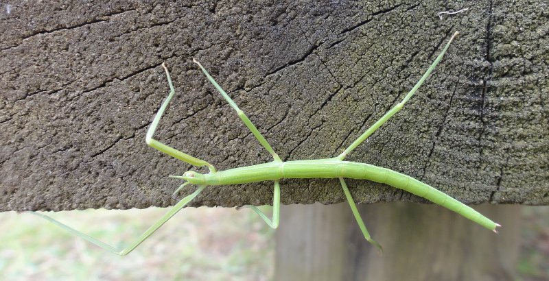 phasmidae_3978.jpg