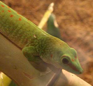 Phelsuma-Madagascariensis.jpg