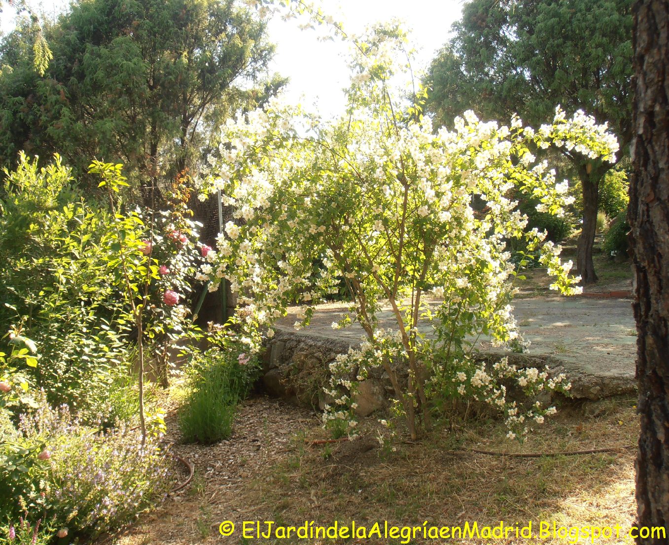 Philadelphus%2B05-06-2016%2B%25281%2529_tn.JPG