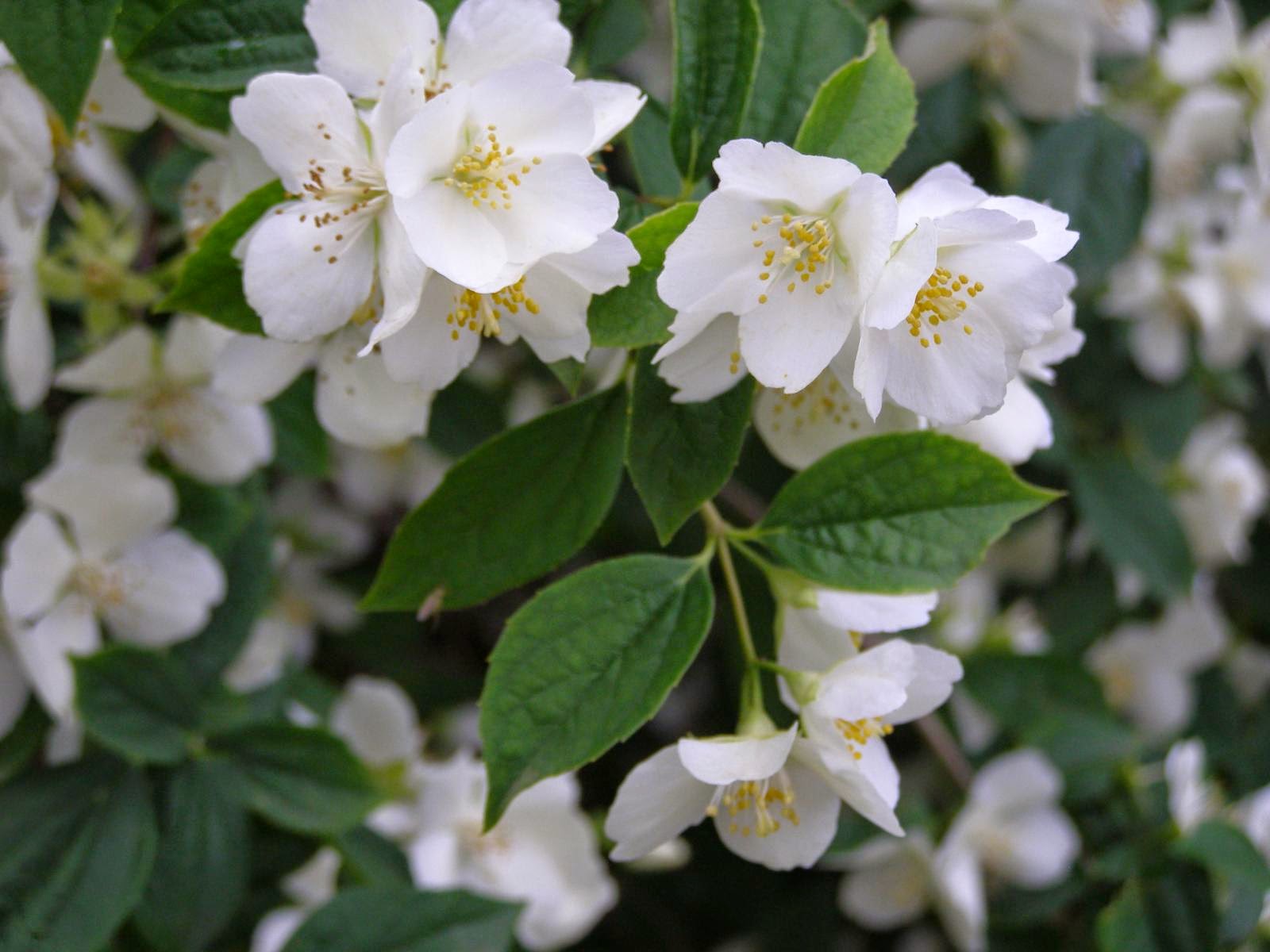 philadelphus%2Bvirginalis.jpg